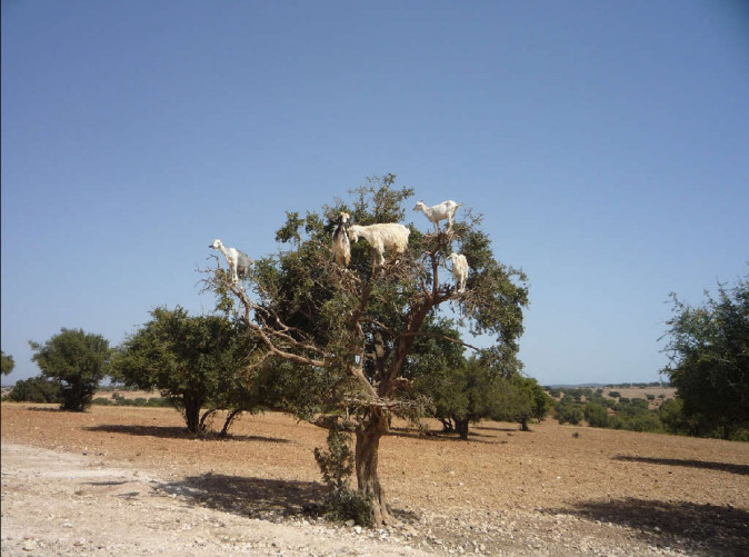 0048_argan-tree-1580821_1280